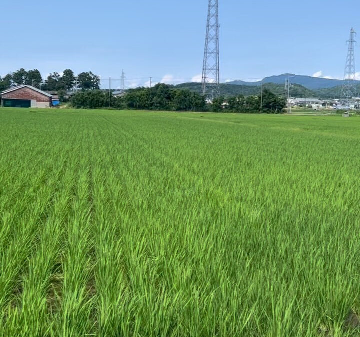 日本一の米どころ『新潟』へ
