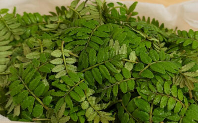 毎年この時期に木の芽を送ってくださる榊原さん