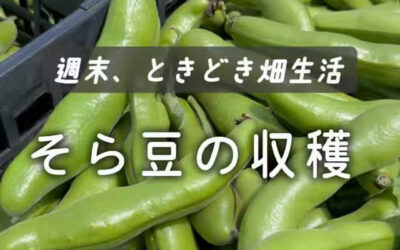 気持ちの良い青空の下、今日はそら豆の収穫でした