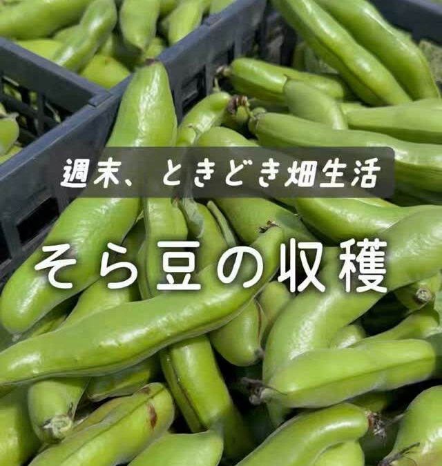 気持ちの良い青空の下、今日はそら豆の収穫でした