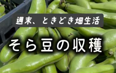 汗ばむくらいの青空の下、今日はそら豆の収穫でした