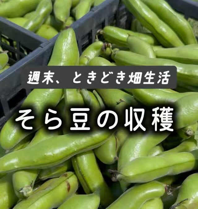 汗ばむくらいの青空の下、今日はそら豆の収穫でした