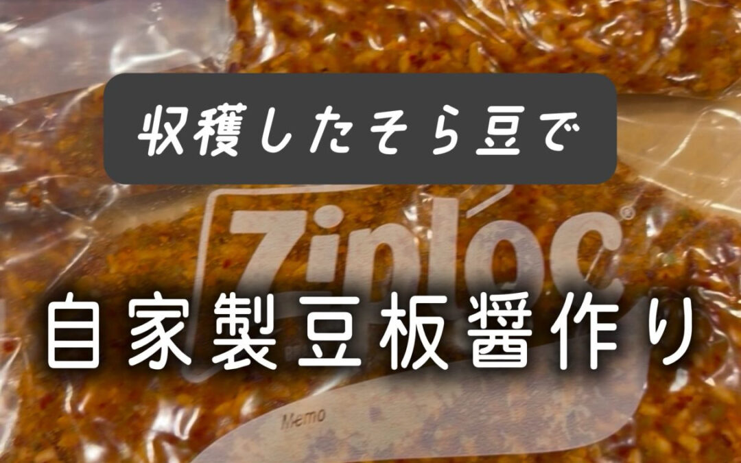畑でたくさん収穫できたそら豆で、自家製豆板醤を仕込みました