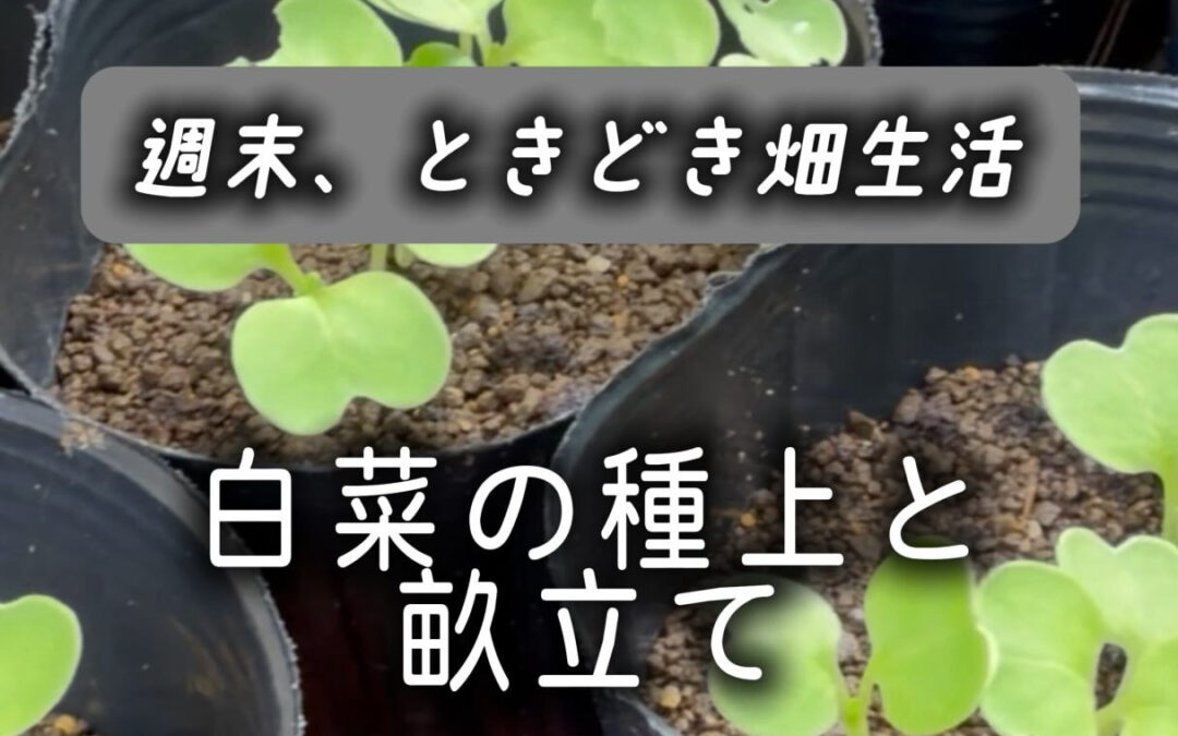 毎年、畑は9月の白菜と大根からスタート