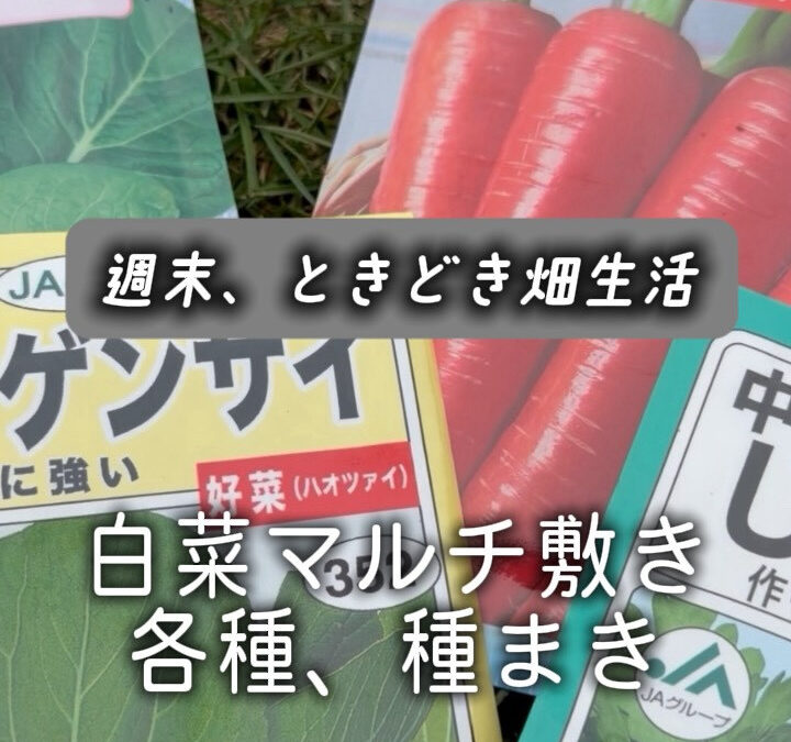 今年は雨の日が多く、畑仕事も野菜の成長も少し遅れ気味