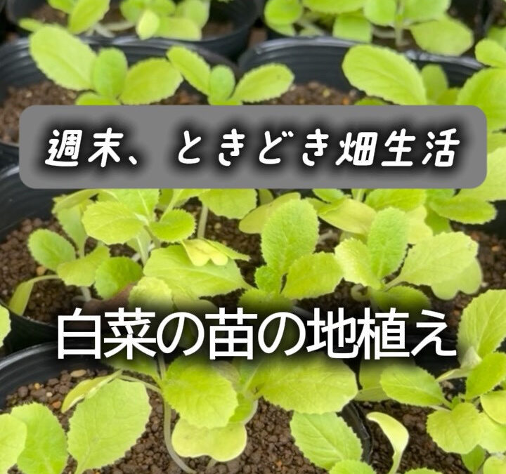 本日は白菜の苗の地植えをしました